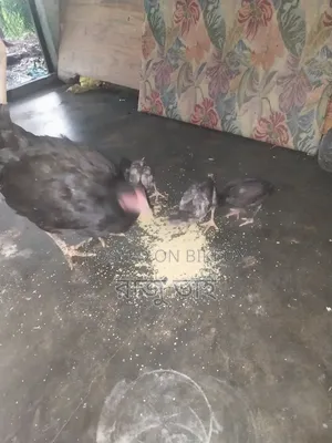 Shorali Duck with Chicks