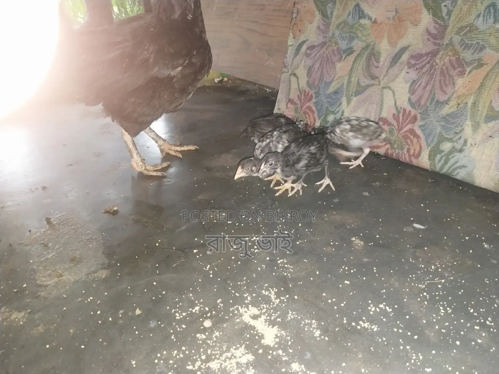Shorali Duck with Chicks