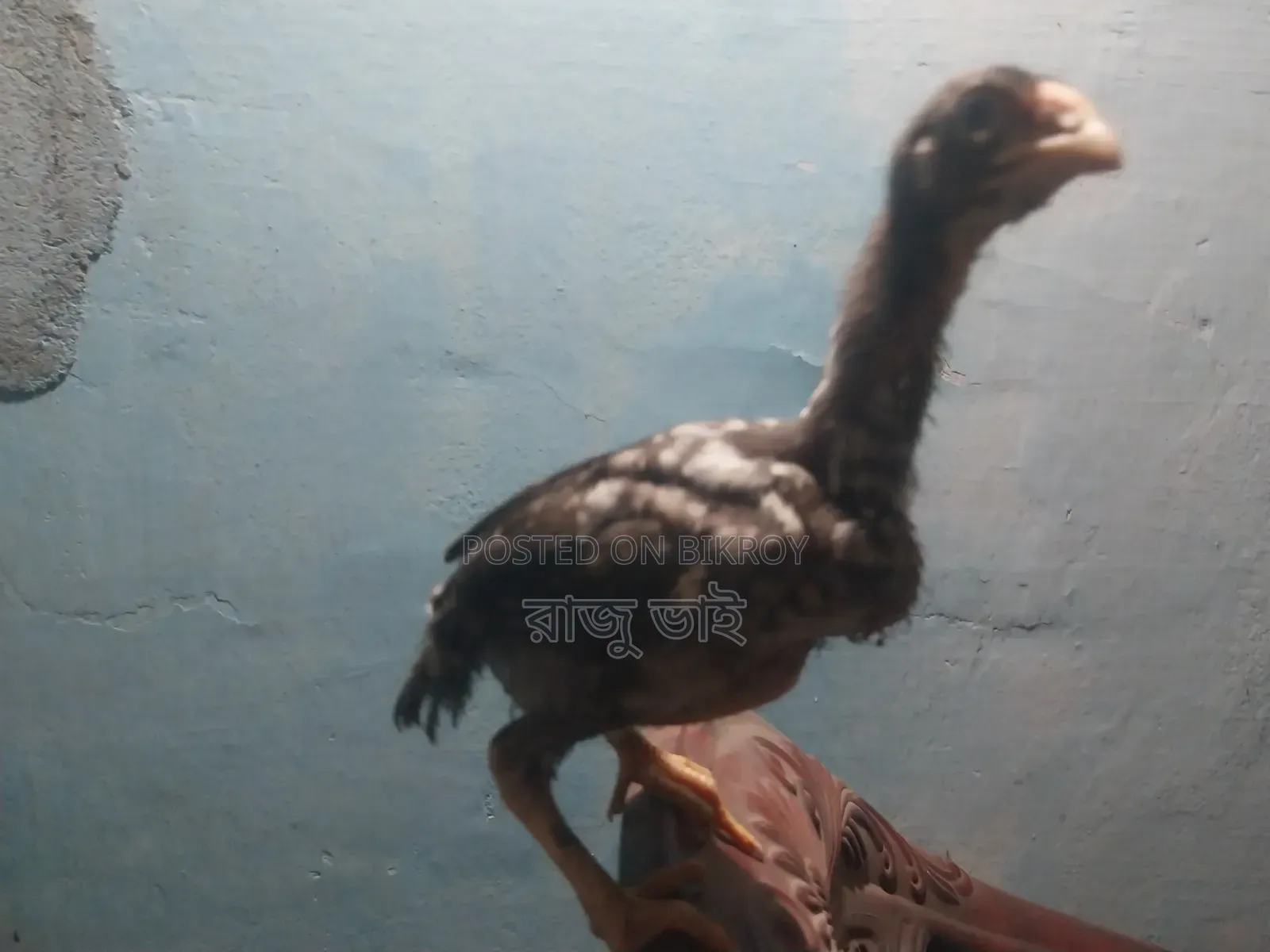 Shorali Duck with Chicks