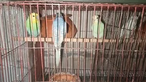 Birds for Sale