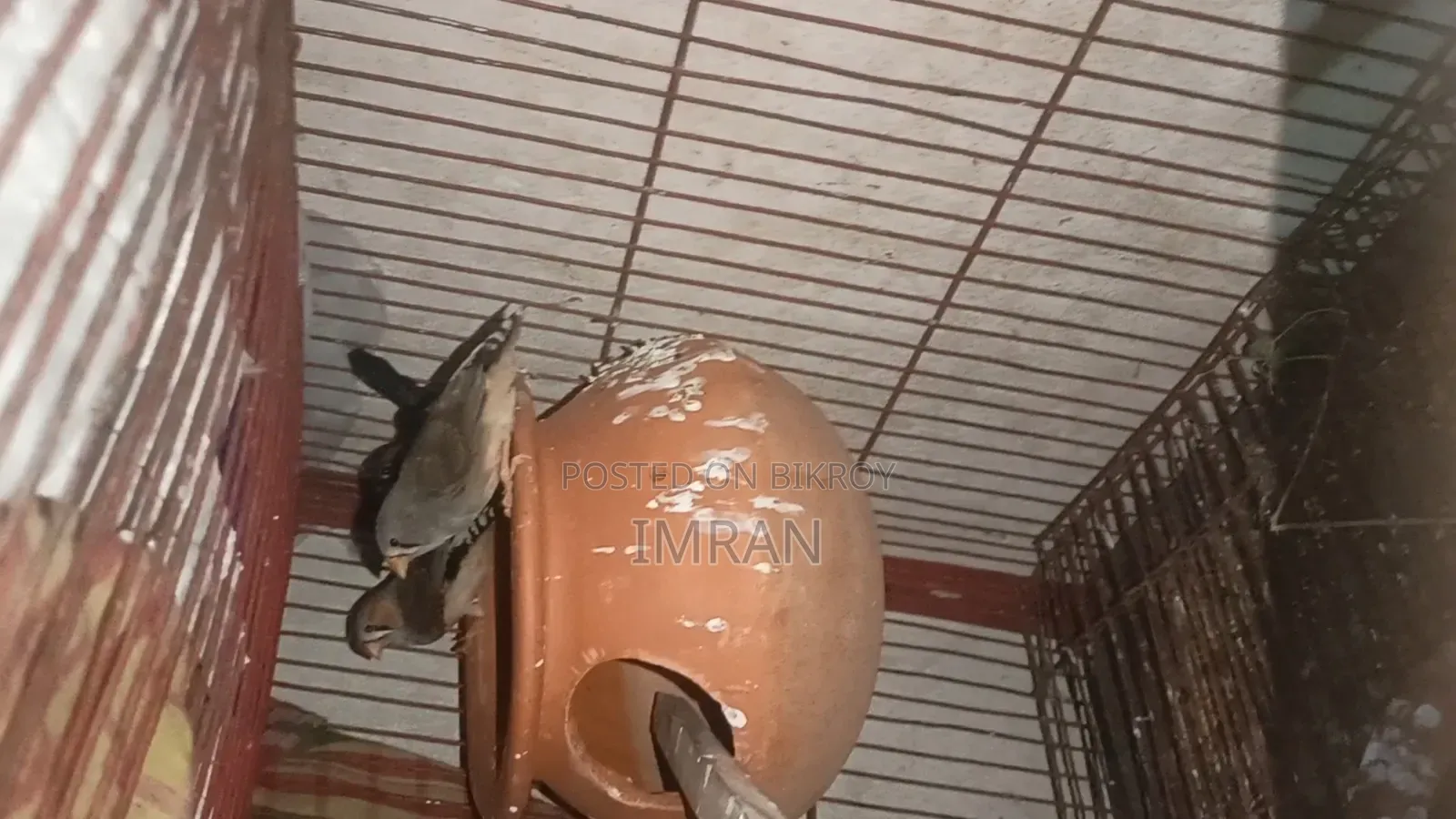 Birds for Sale