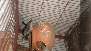 Birds for Sale