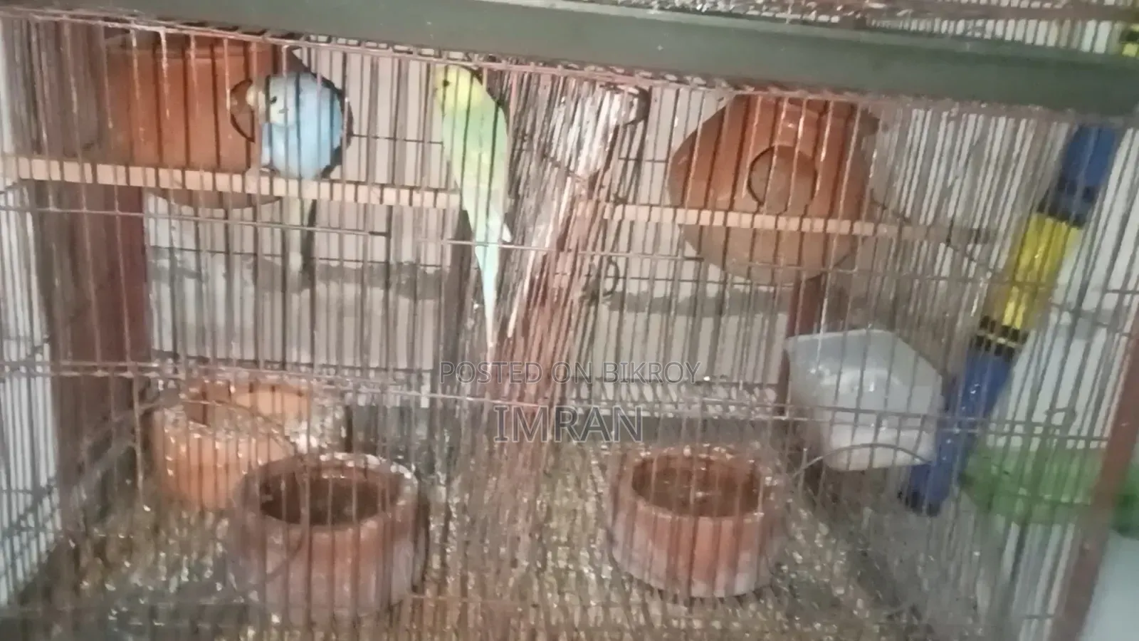 Birds for Sale