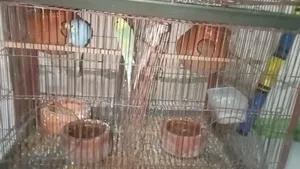 Birds for Sale