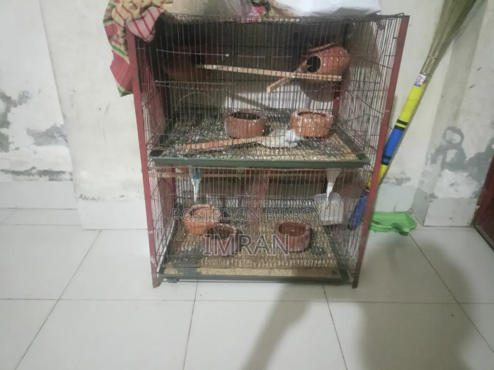 Birds for Sale