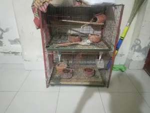 Birds for Sale