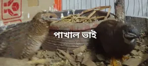 কিং কোয়েল পাখি