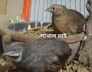 King Quail Birds