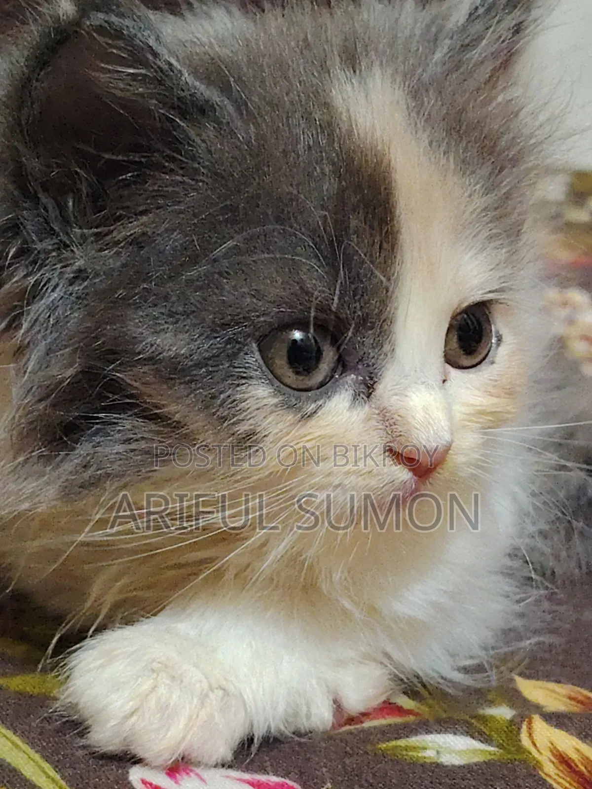 1-3 Months Female Purebred Persian