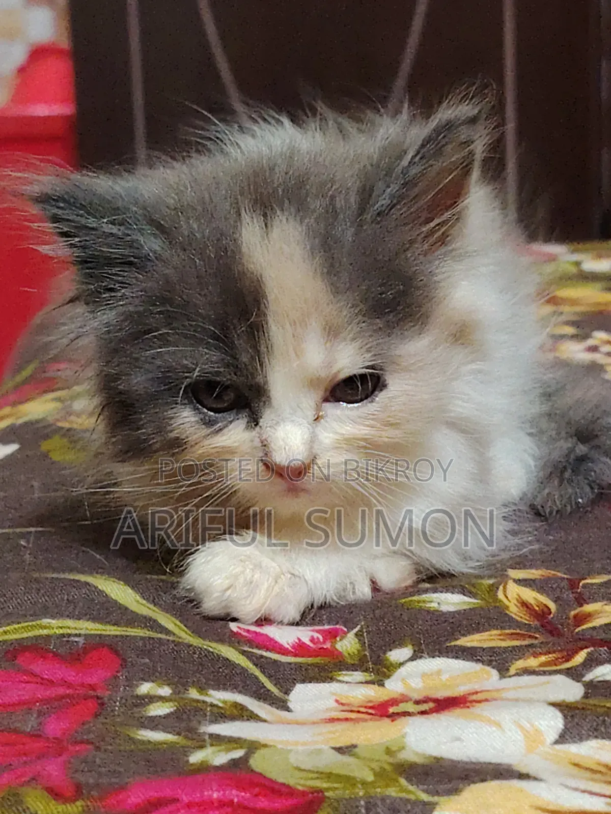 1-3 Months Female Purebred Persian
