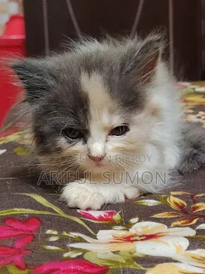 1-3 Months Female Purebred Persian