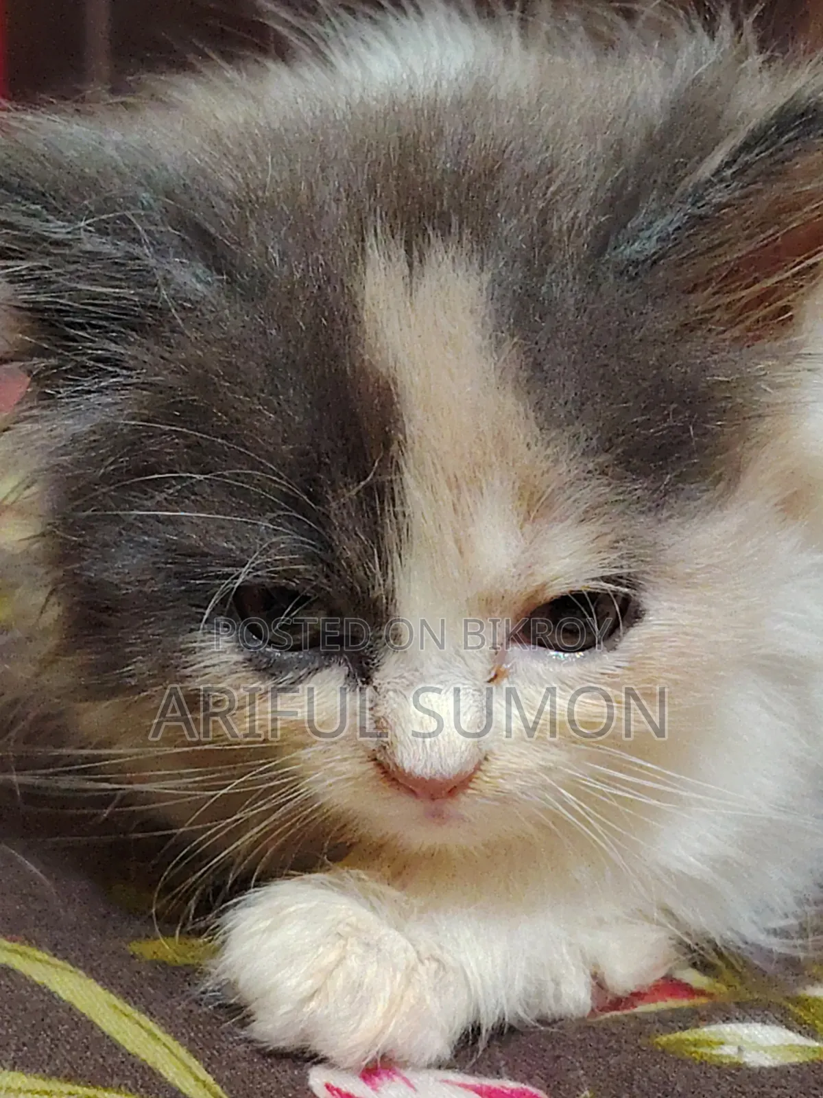 1-3 Months Female Purebred Persian