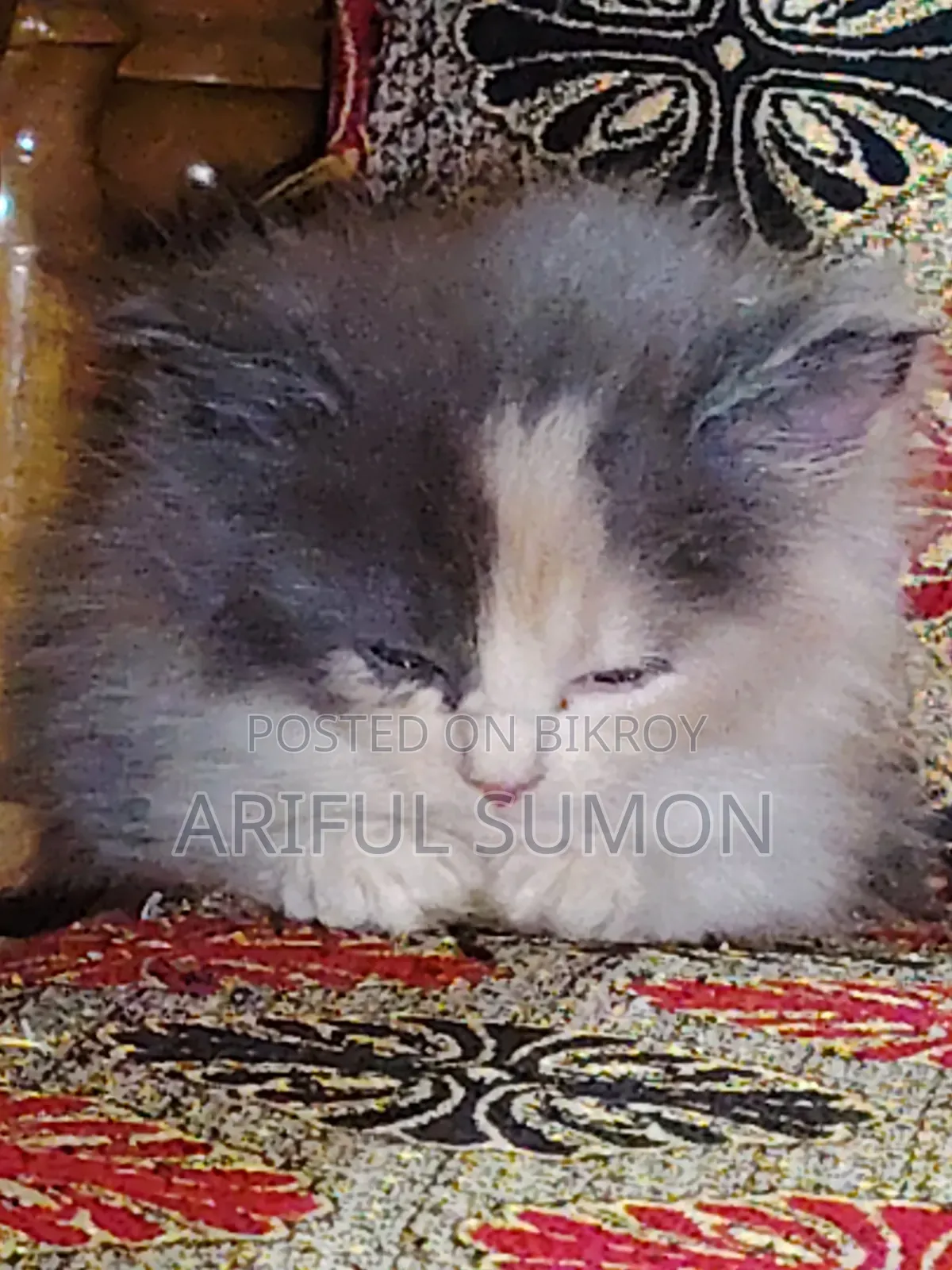 1-3 Months Female Purebred Persian