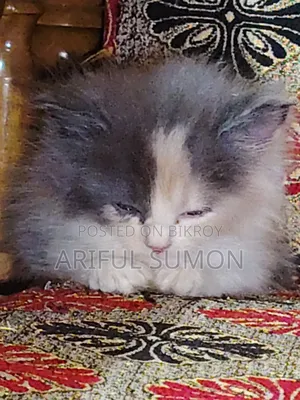 1-3 Months Female Purebred Persian