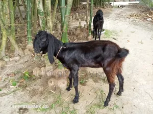 একটি খাসি ছাগল বিক্রি করা হবে