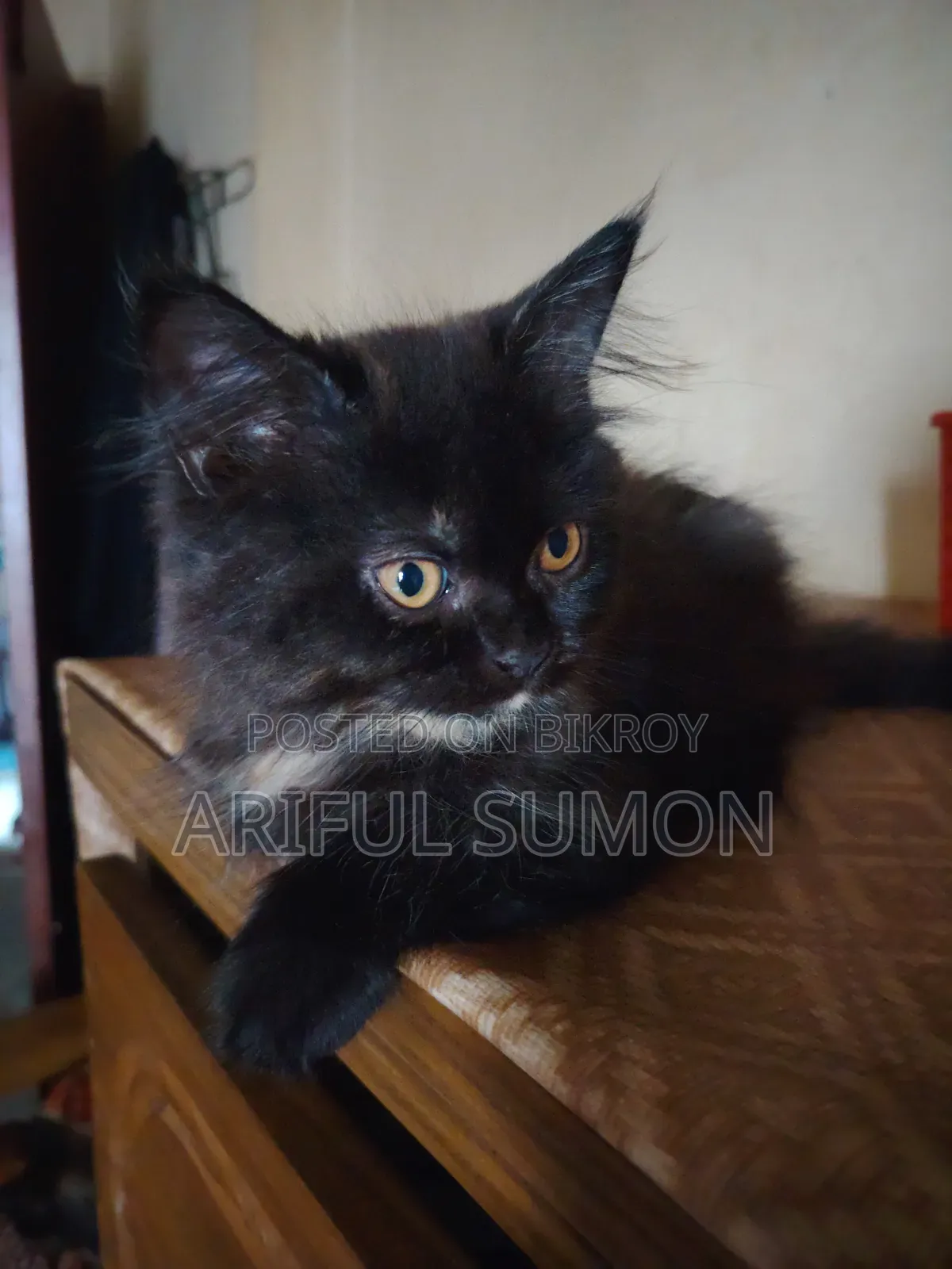 1-3 Months Female Purebred Persian