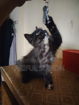 1-3 Months Female Purebred Persian