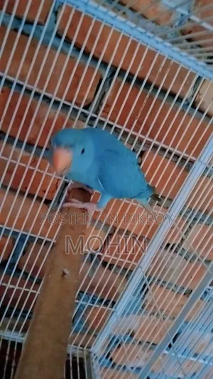 ব্লু রিংনেক সেলফিড