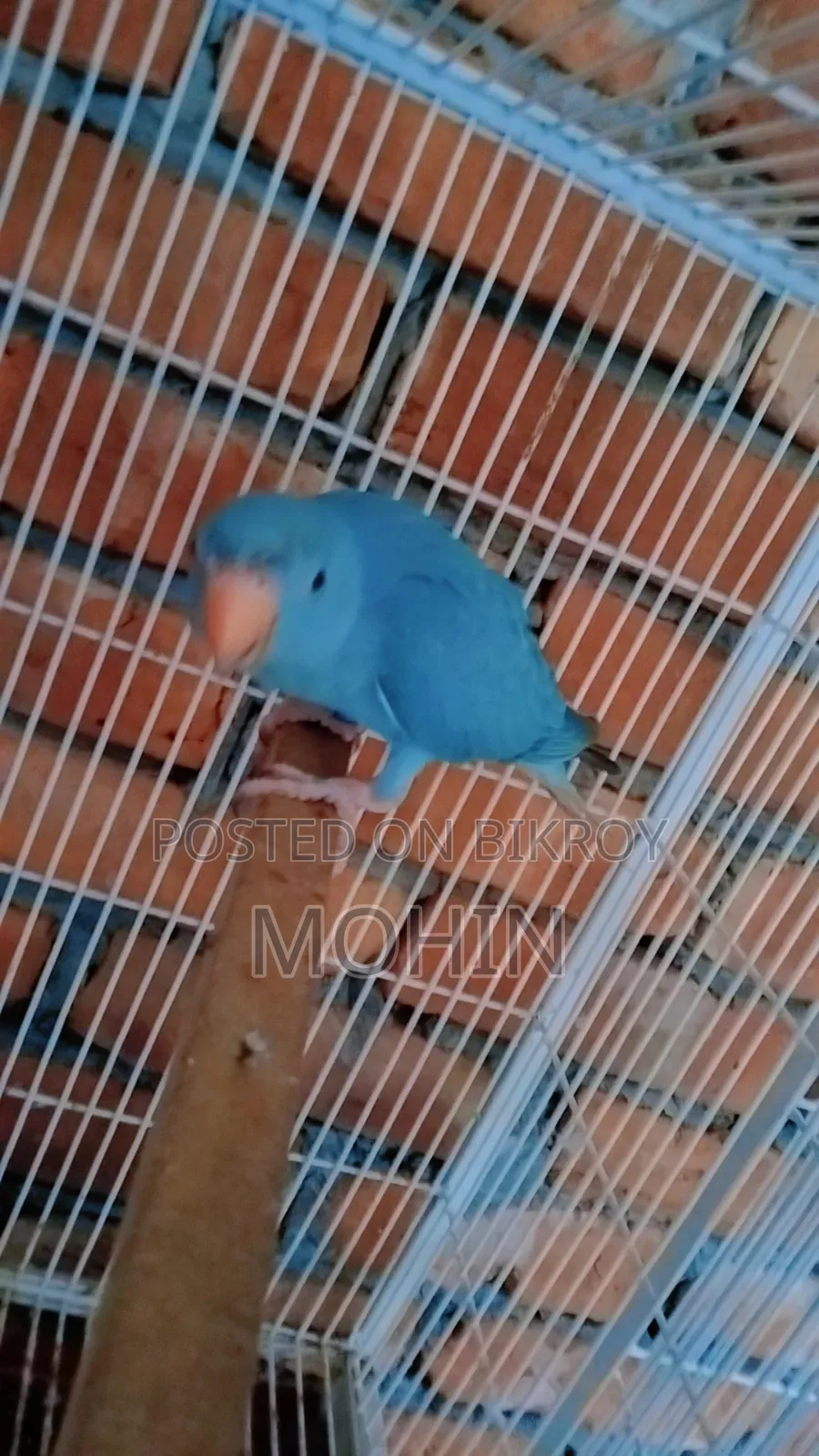ব্লু রিংনেক সেলফিড
