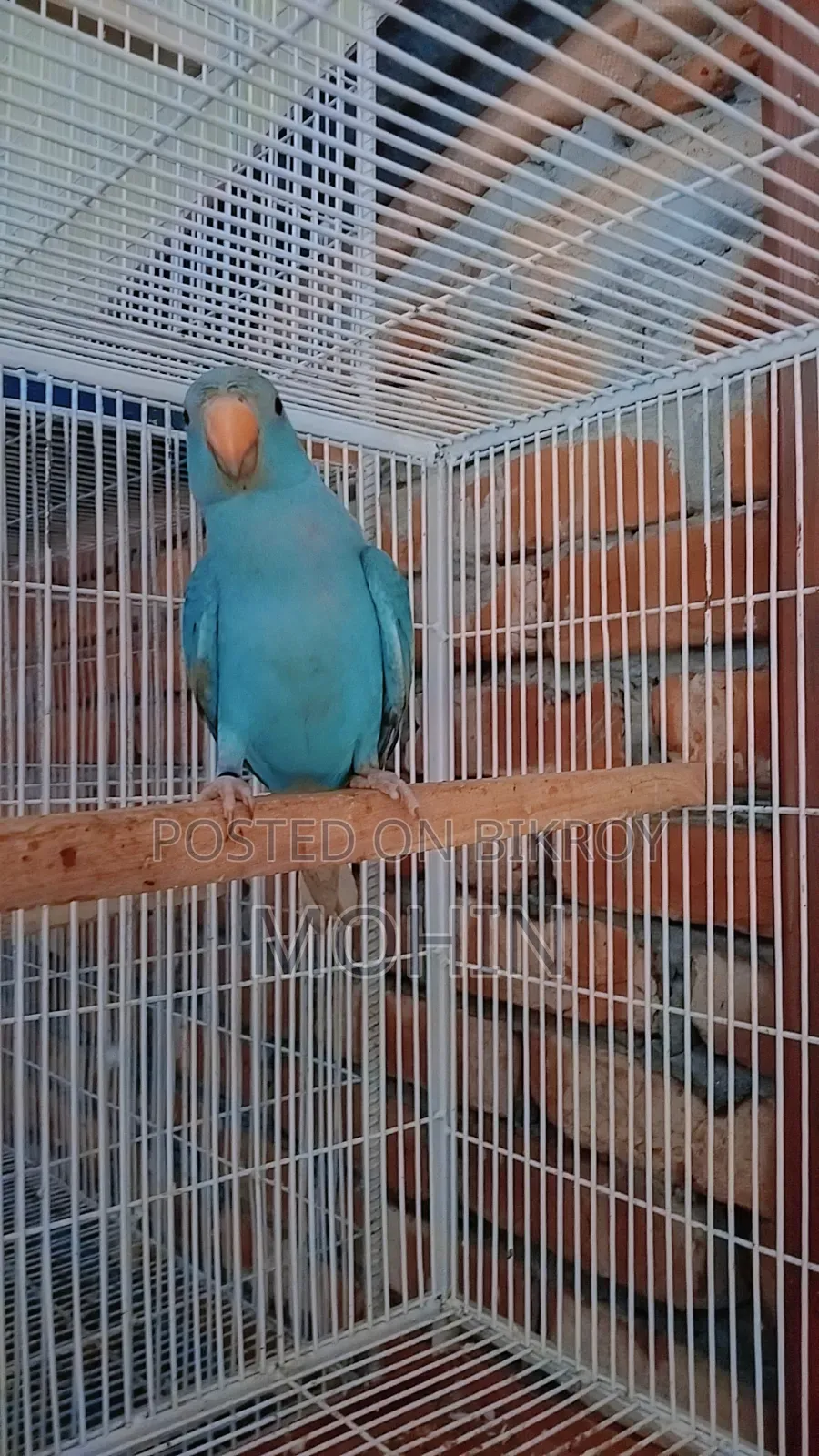 ব্লু রিংনেক সেলফিড