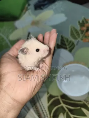 Cream-colored Syrian Hamster for Sale