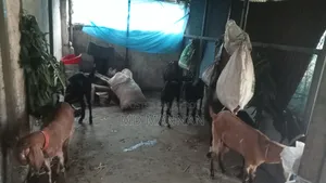 দেশি ও তোতা ছাগল আছে