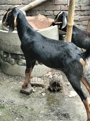 Home-Raised Khasi Goat
