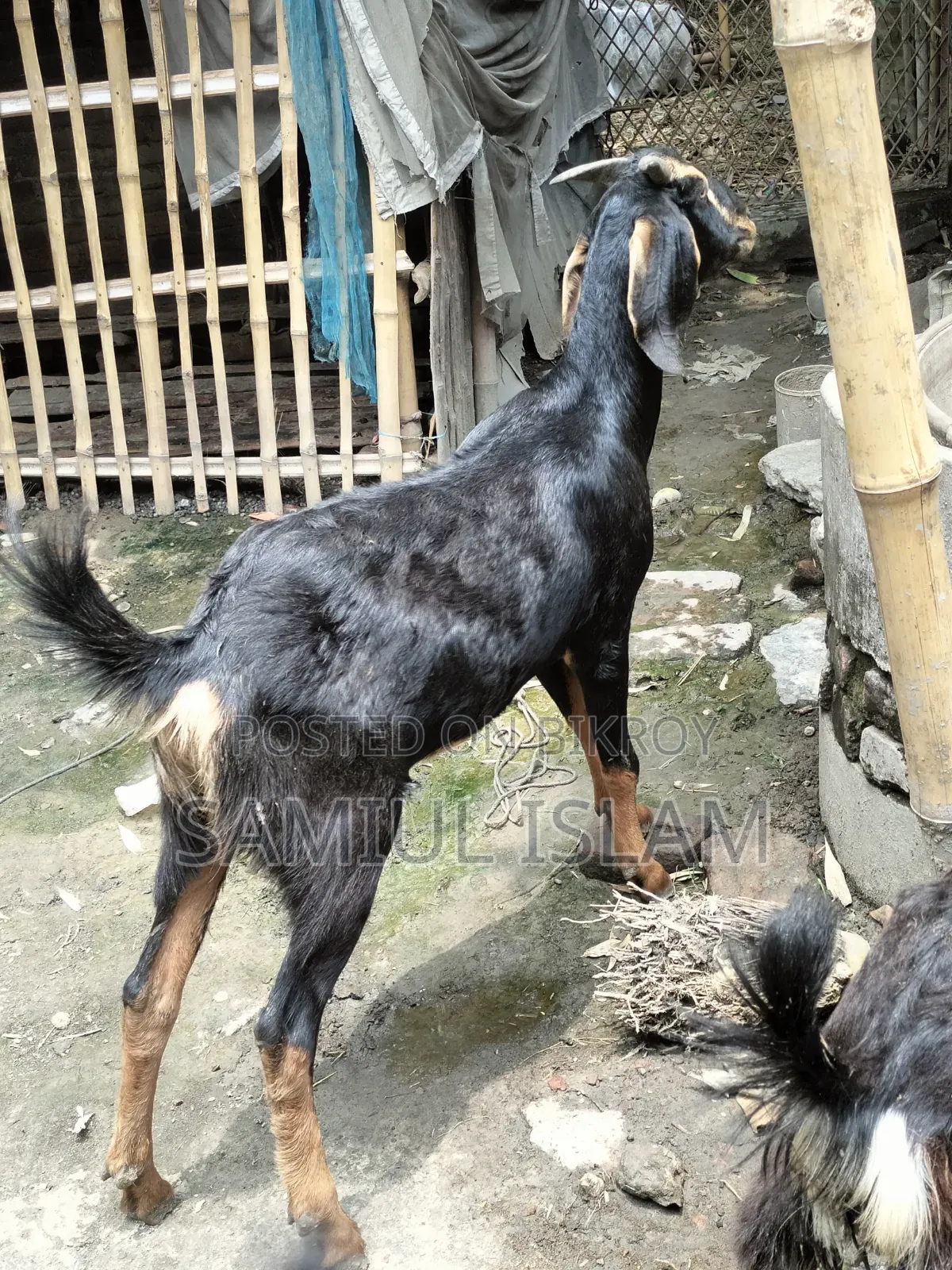 Home-Raised Khasi Goat