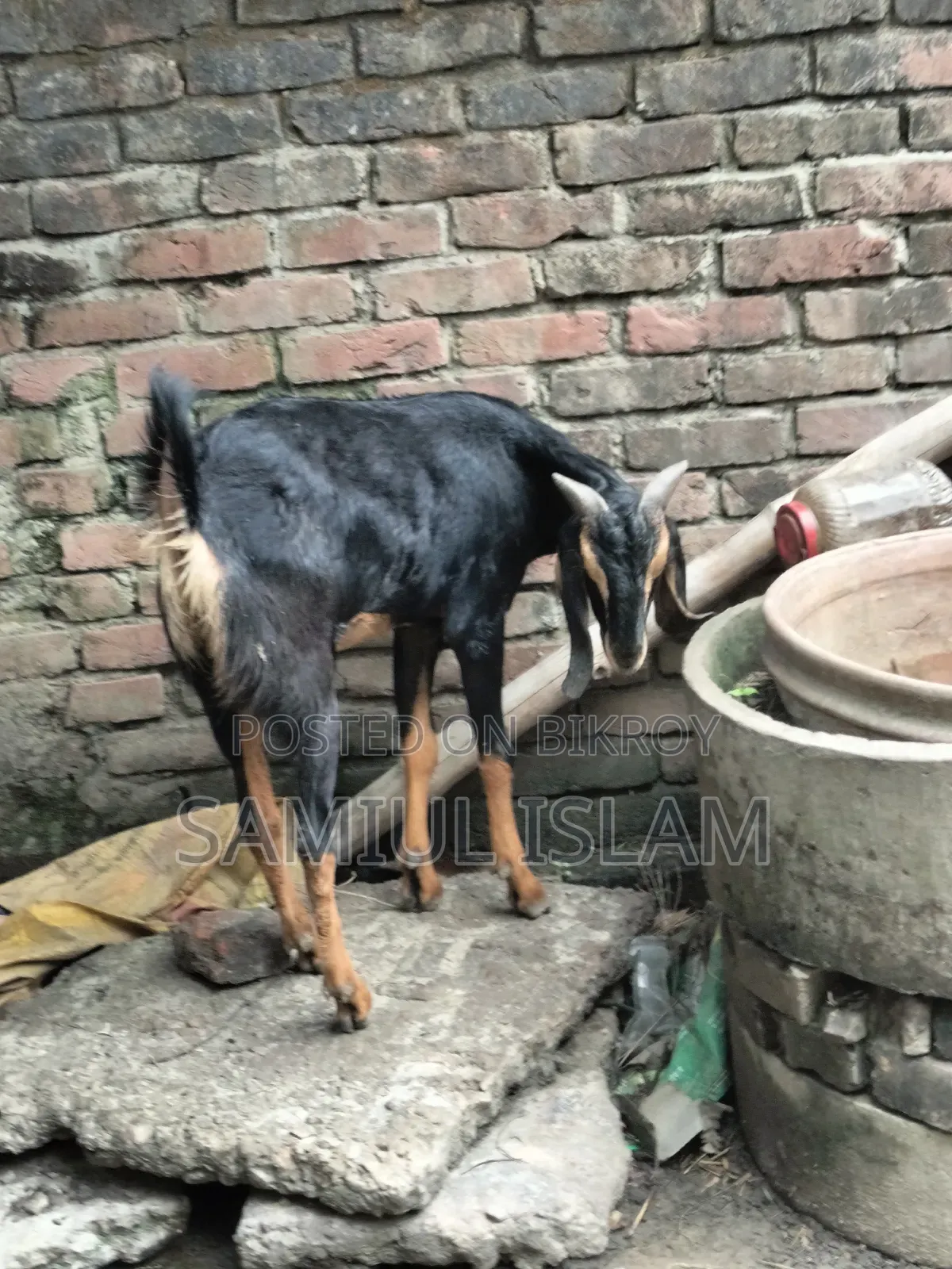 Home-Raised Khasi Goat
