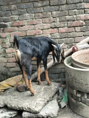Home-Raised Khasi Goat