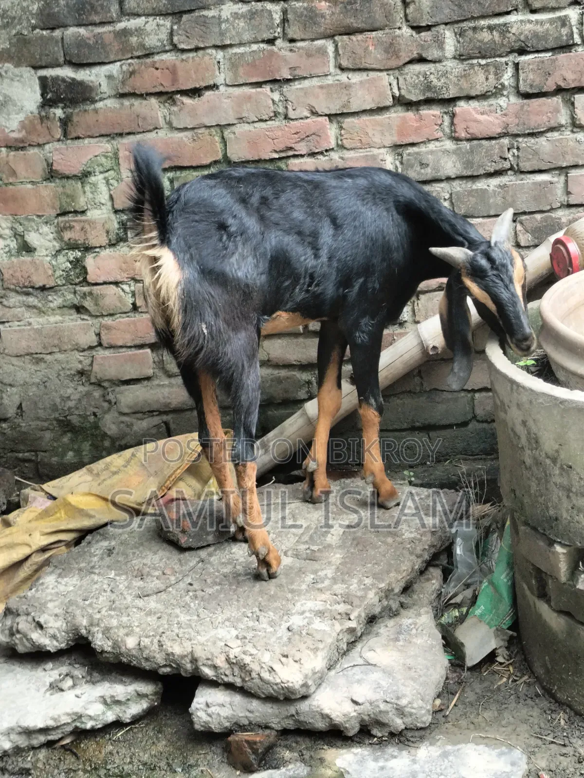 Home-Raised Khasi Goat