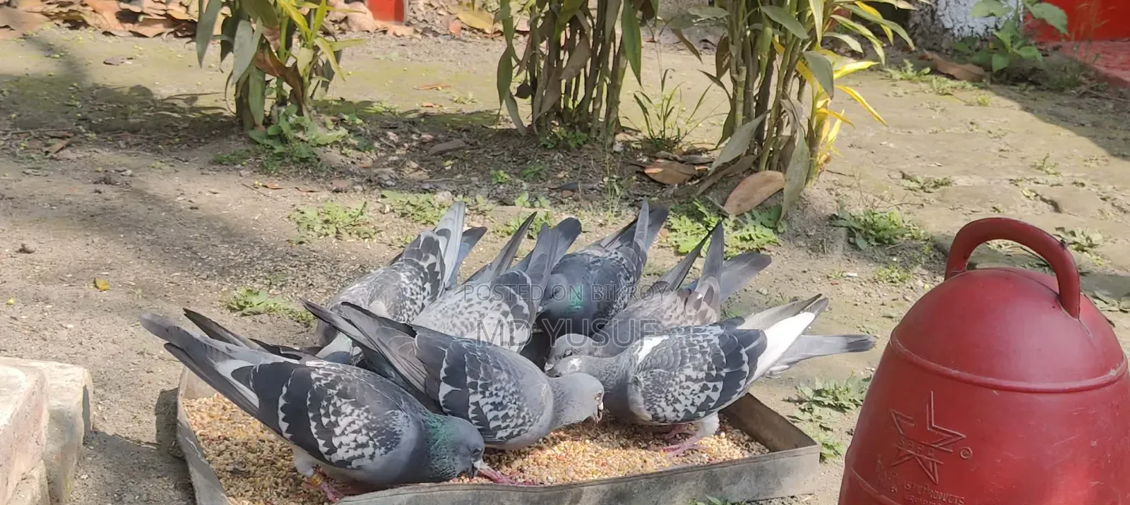 High quality racer pigeon, no problems, healthy and strong