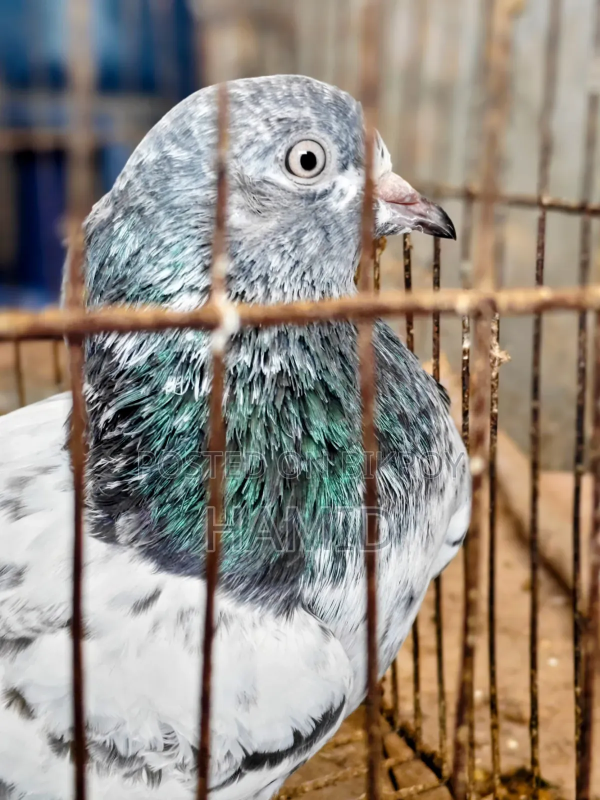 রানিং মাদি কবুতর