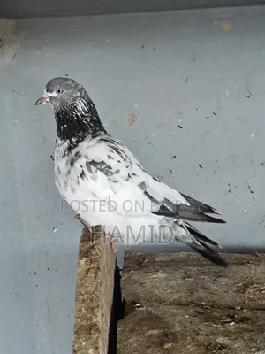 রানিং মাদি কবুতর