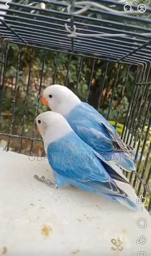 Lovebird Pair