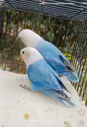 Lovebird Pair