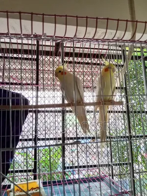 Lutino Cockatiel, Khacha, Beading