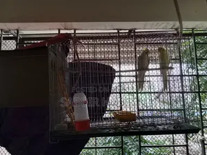 Lutino Cockatiel, Khacha, Beading