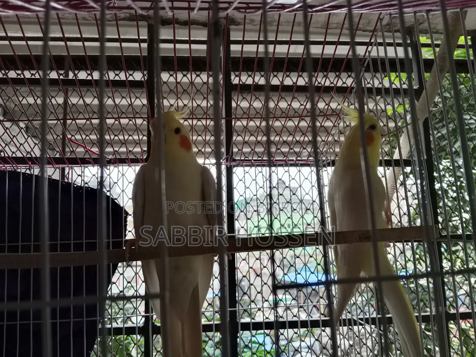 Lutino Cockatiel, Khacha, Beading