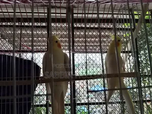 Lutino Cockatiel, Khacha, Beading