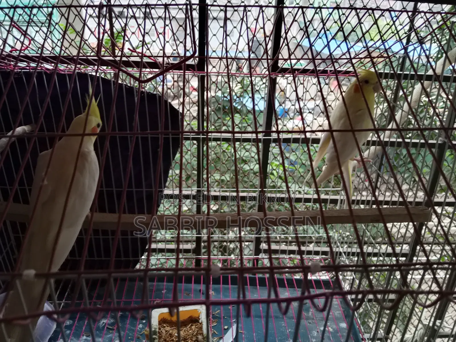 Lutino Cockatiel, Khacha, Beading