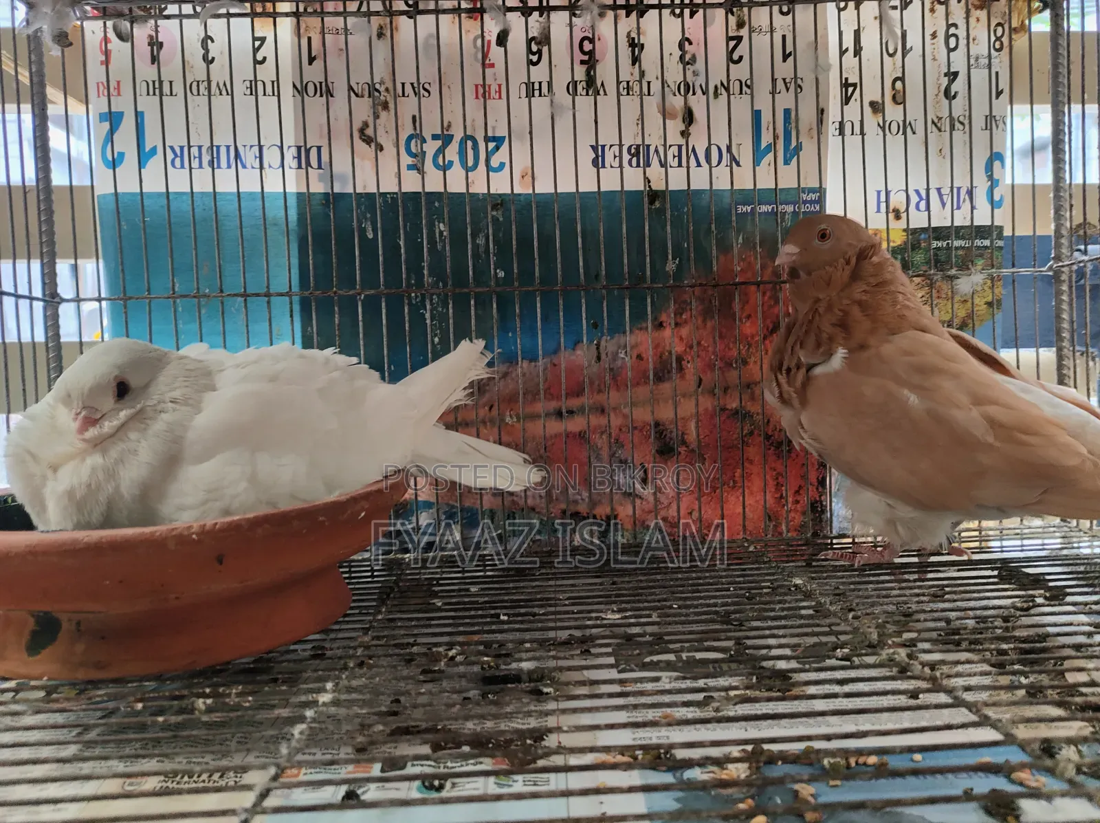 Chinese Fancy Owl Pigeon (Master Pair)