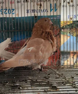 Chinese Fancy Owl Pigeon (Master Pair)