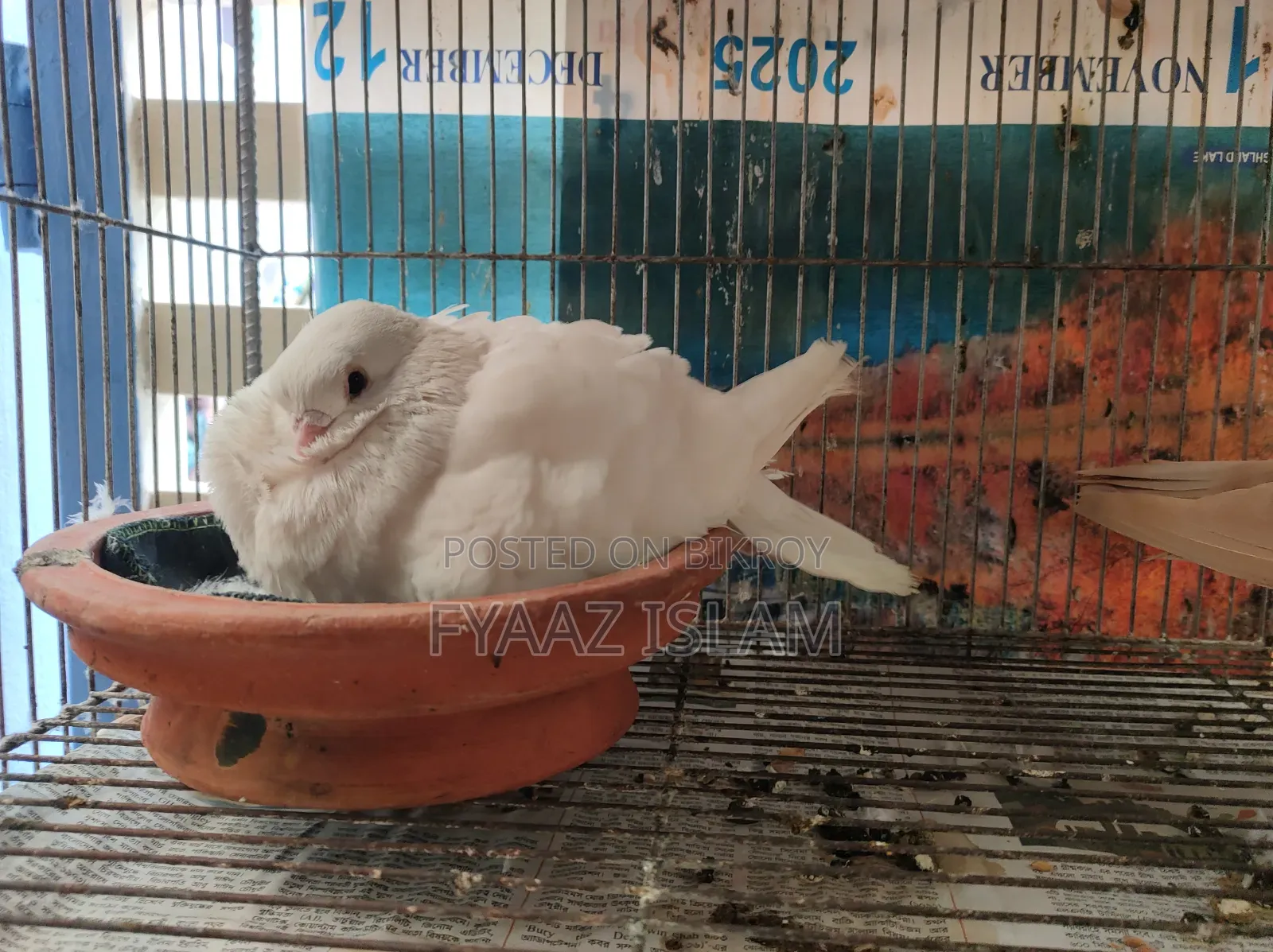 Chinese Fancy Owl Pigeon (Master Pair)