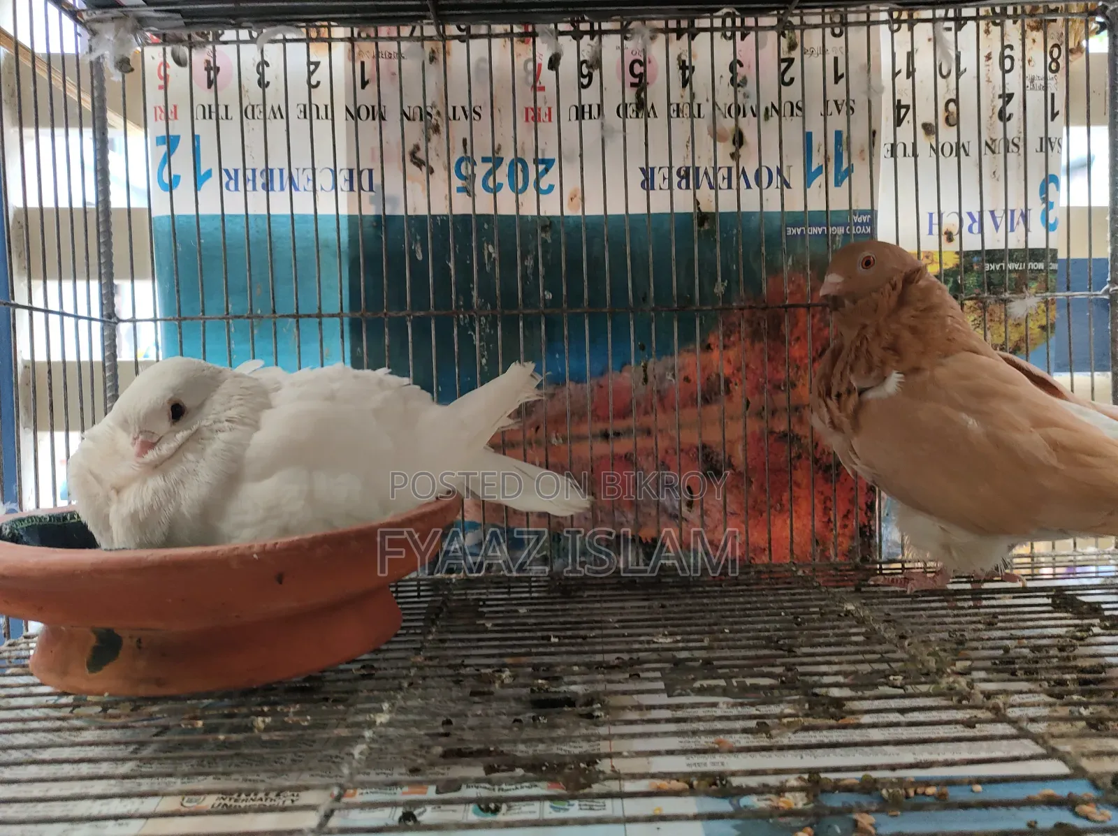 Chinese Fancy Owl Pigeon (Master Pair)