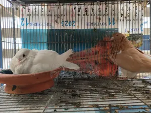 Chinese Fancy Owl Pigeon (Master Pair)