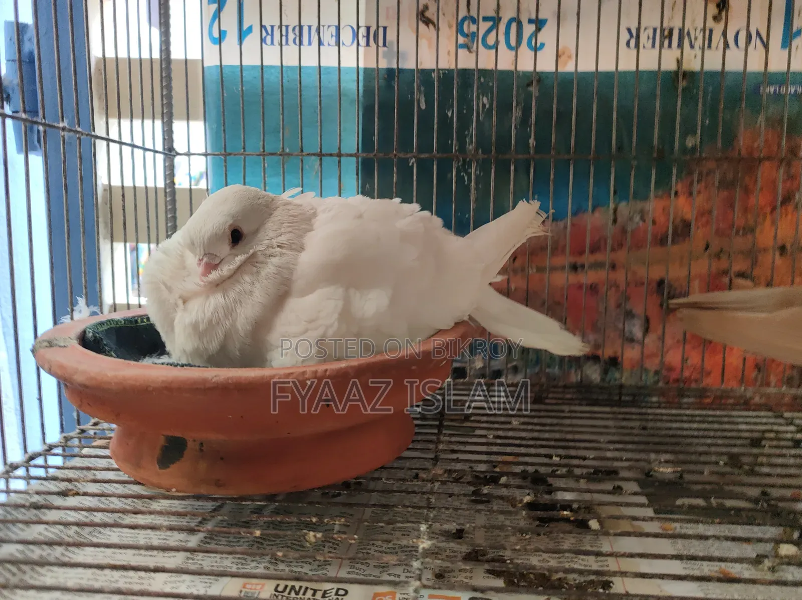 Chinese Fancy Owl Pigeon (Master Pair)