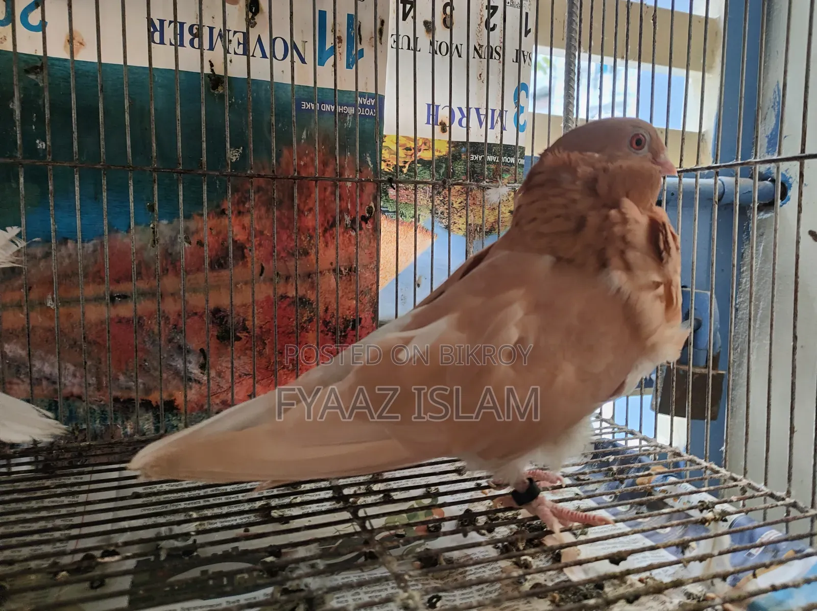 Chinese Fancy Owl Pigeon (Master Pair)