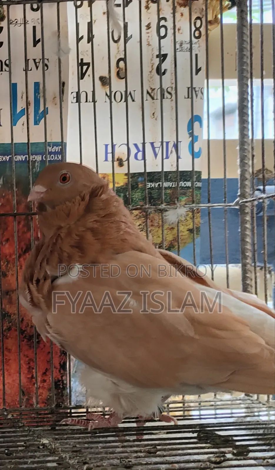 Chinese Fancy Owl Pigeon (Master Pair)