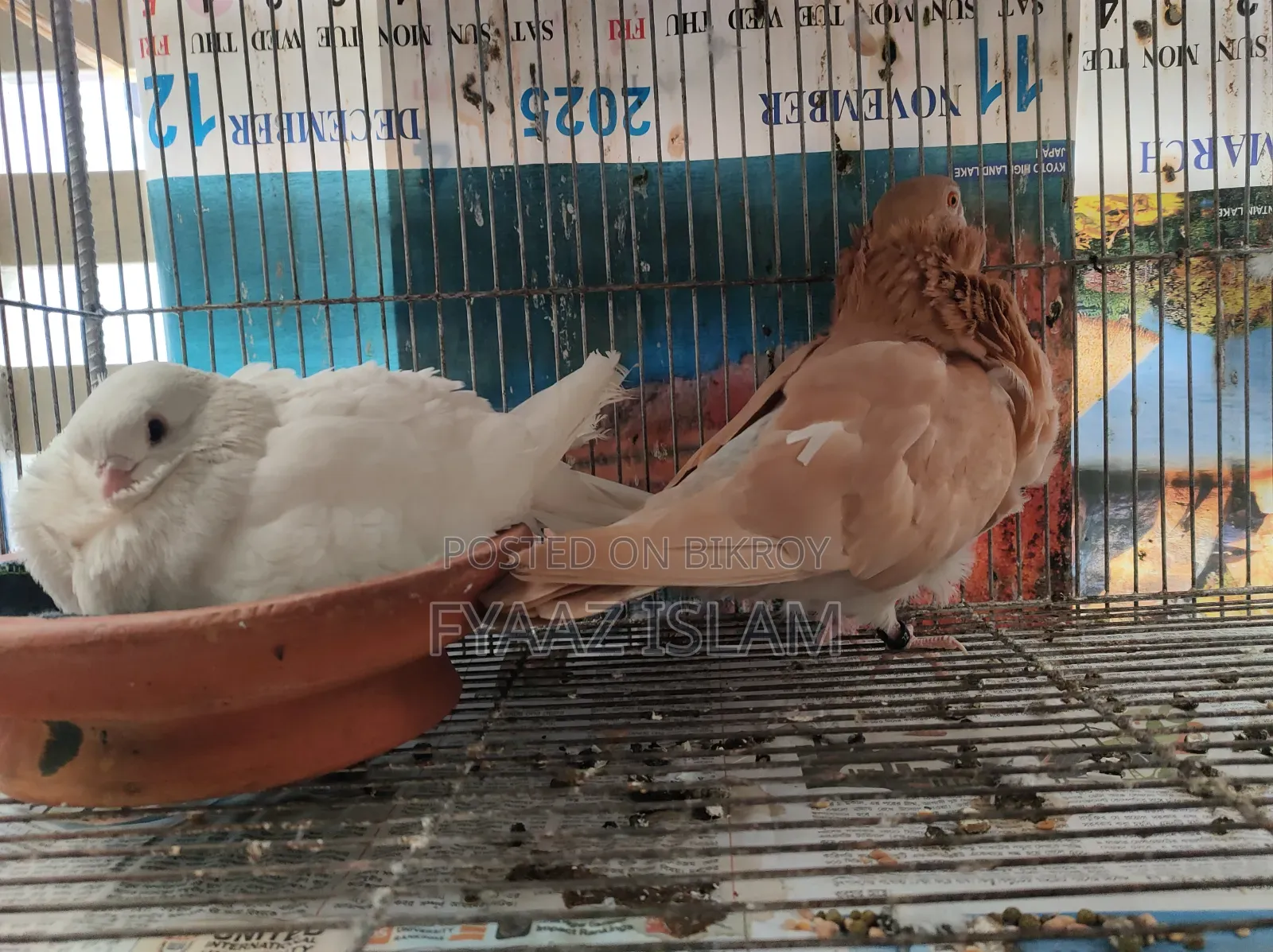 Chinese Fancy Owl Pigeon (Master Pair)